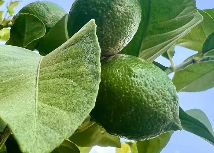 Ocean View In Orlando Apartmán Costa Adeje (Tenerife)
